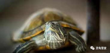 家里养乌龟,怎么样把小乌龟养得好好的,水池布置食物投喂是关键