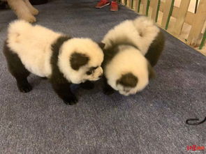 将狗染色成熊猫收费1500元 这是成都一宠物咖啡馆的熊猫狗