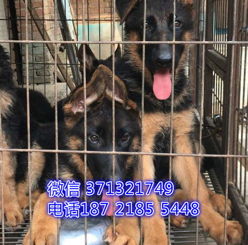 北京犬舍出售 德牧犬幼犬纯种 全国发货 特价