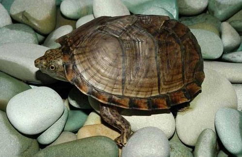 巴西龟是养一只好还是两只好？