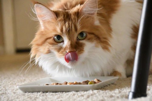 为什么猫狗吃宠物粮上瘾 跟人吃糖一样