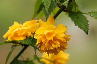 一种开黄色小花的植物,求名字 