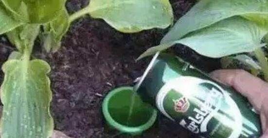 啤酒浇绿萝怎么处理,啤酒兑水可以直接浇绿萝吗