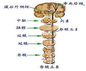 脊髓奇迹恢复,电刺激技术助力瘫痪患者重获行走能力