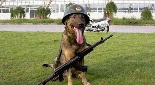 退役军犬的结局,俄罗斯发奖励,英国安乐死,中国做法堪称豪华 军队 作用 军犬 