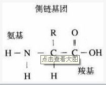 为什么"；两个氨基酸是通过脱水缩合的方式结合在一起的”是错的?(请讲的