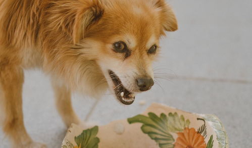 狗狗吃饭总把食物叼出碗外 或是它嫌碗脏 如何纠正狗狗这坏习惯