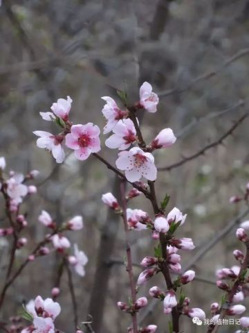 花桃