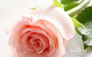 33朵玫瑰花语贺卡,情人节三十三朵玫瑰贺卡祝福语