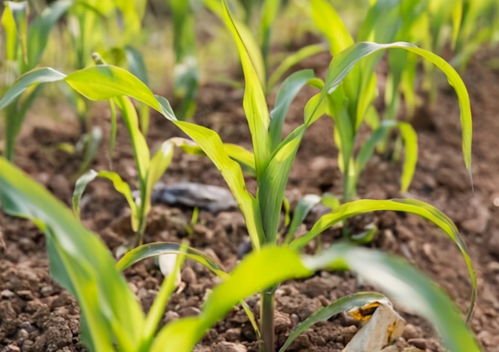 玉米苗出不齐 严重影响后期产量,该怎么办