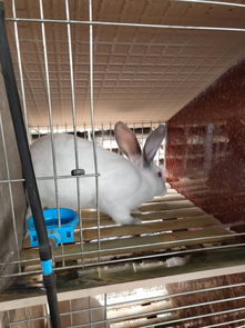 河北肉兔养殖场在哪里,邯郸今日兔子价格,衡水肉兔养殖基地