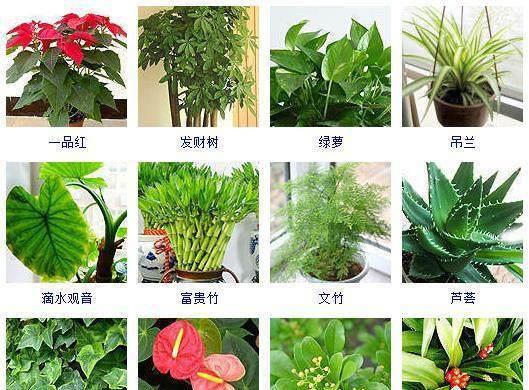 可以养一辈子的植物,适合室内养的5