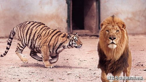 完美的猫科动物不是老虎而是狮子 两者对比一下就知道了