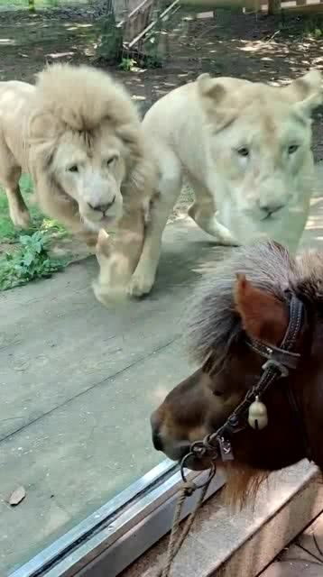 都说初生牛犊不怕虎,这一匹小马,把三只狮子耍的团团转 