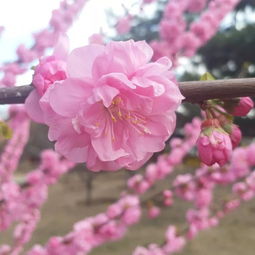 山桃与碧桃区别,请问怎样区分山桃，碧桃，樱花这类外形相似蔷薇科植物？