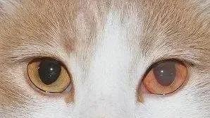 深圳优宠智能宠物知识 记得每天检查猫咪眼睛,当心猫咪眼睛颜色突然变了