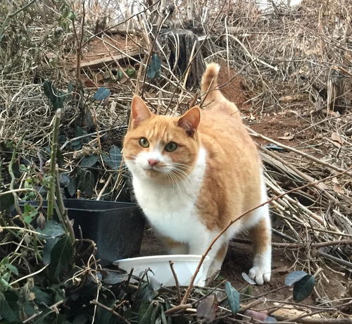 想取得流浪猫的信任可不是一件简单的事,毕竟流浪的主子也是主子