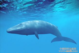 梦到去海边旅游看见好多海豚鲸鱼 