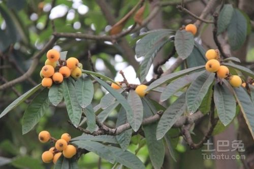 野枇杷的功效与作用以及食用方法是什么