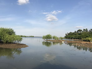 海口湿地 