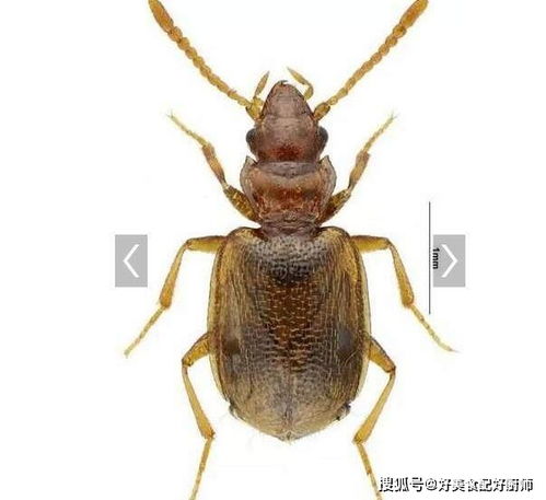 上海发现全世界首例新物种 会放炮的甲虫 ,可发射高温喷射炮
