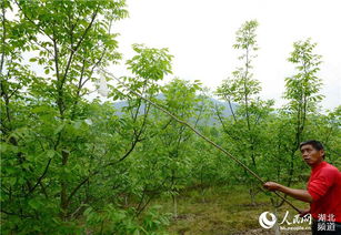 湖北保康 核桃花盛开 人工授粉忙 