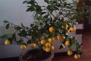 北方盆栽柠檬的养殖方法和注意事项,光照控温追肥养护 