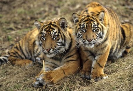 两只老虎跟三只老虎有什么区别？