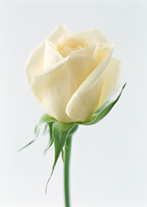白玫瑰的花语小说,白玫瑰的花语：永恒的爱情与纯粹的美丽