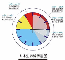 什么是生物钟,什么是生物钟 生物钟介绍-第2张图片