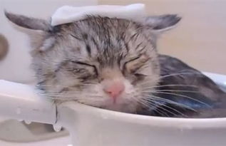 养猫须知 如何让猫咪养成爱洗澡的好习惯 