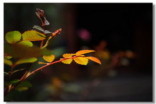 几 片 花 叶 杂 拍