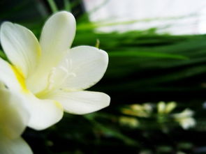 香雪兰的花语是什么,香雪兰的花语与美丽传说，探秘你不知道的秘密花园