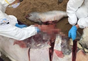 香港海滩海豚尸体在哪里 