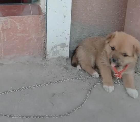 店门上贴着大字吓坏顾客,发现恶犬的真面目后都笑喷了