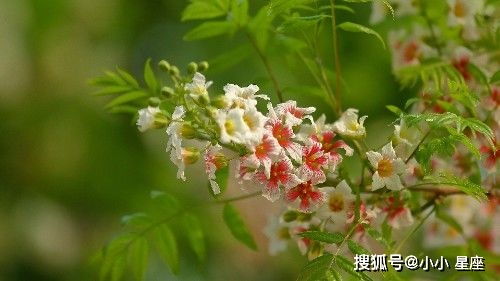 在下个月内,遇见缘分桃花甜蜜蜜,独门秘诀喜获真爱的4大生肖