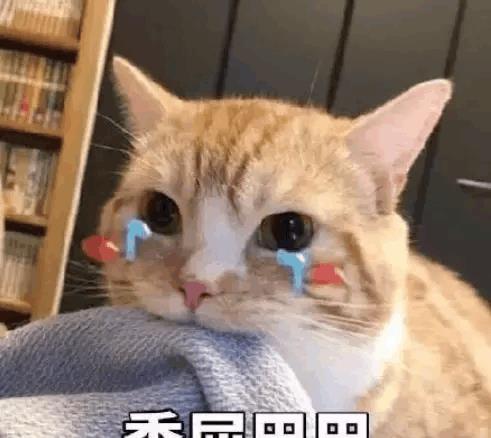 养猫后, 谁还不是个精致的猪猪女孩 