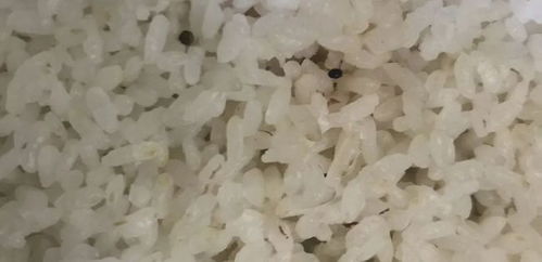 打败 世界米王 的中国好口感大米,是如何种出来的