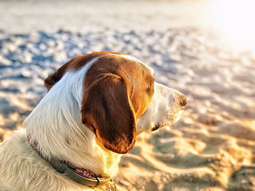 狗狗晒太阳可以补钙吗 夏天晒太阳应该注意什么