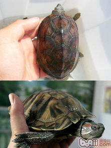 巴西龟与中国龟区别 