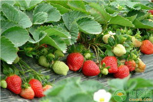 草莓脱毒结合网室育苗技术,4季草莓什么时候育苗