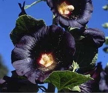 黑色曼陀罗华花语,黑色曼陀罗华：神秘与诱惑的花语，揭示未知的魅力世界