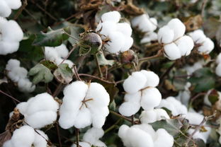 棉花种子结构图,棉花种子的神秘结构揭秘探访棉花种子的内部构造与生长奥秘