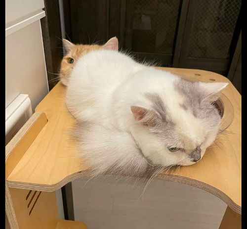 橘猫在窝里躺着,白猫看见后直接坐在了它身上,橘猫 妈,你看 猫咪 