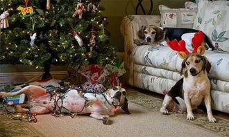 家里有养狗的,如何保护圣诞树 