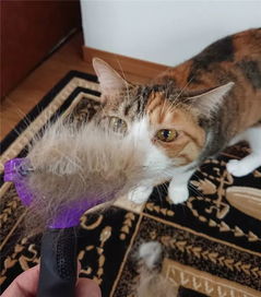据说,家里漫天飞舞的猫毛,居然是猫主子在报恩