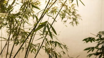 一句关于竹子的诗句