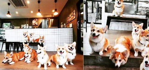 泰国网红咖啡厅,服务员全是狗狗,而且店内规定非常奇葩