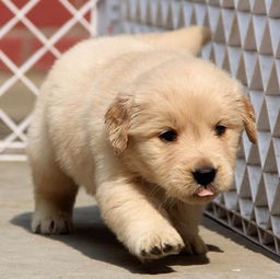 图 成都出售纯种金毛犬 自家养殖的 当面测试交易 同城免费送狗 成都宠物狗 