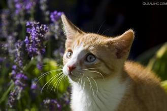 猫咪吃了花会中毒吗 猫咪吃了花中毒怎么办
